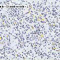 nbnuclei.gif